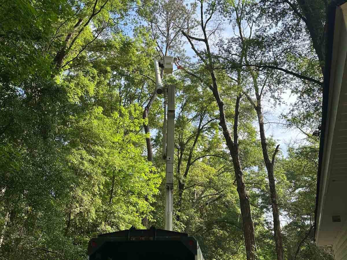 El Costeño Tree Service LLC